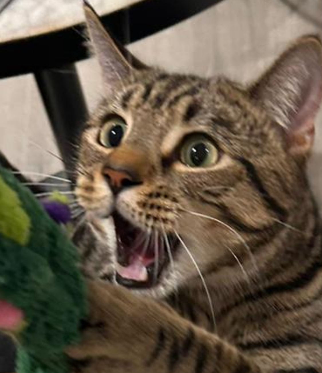 My cat